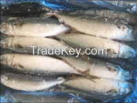 Pacific Mackerel WR
