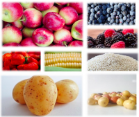 FOODS INGREDIENTS