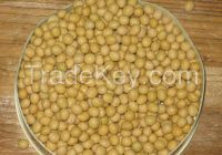 Non-GMO soybean
