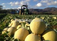 Cantaloupe Melon, Watermelon, Onion, Tomatoes and more Fruits and Vegetables