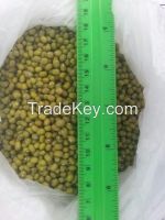 Mungbean From Uzbekistan