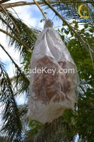 Organic Dates "Deglet Nour"