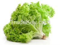 Lettuce