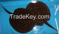 Potamotrygon Boesemani Sting Ray
