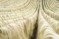 Natural Raw Grade 1 Sisal Fibre