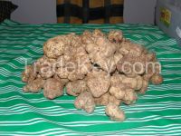 Tuber Magnatum, Tuber Uncinatum, Tuber Melanosporum, Tuber Brumale, TUBER AESTIVUM, 