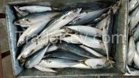 Sea Frozen Pacific Mackerel Whole Round