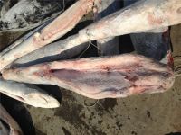 Sea Frozen Blue Shark HGT
