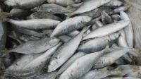 Frozen Horse Mackerel Whole Round IQF