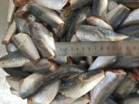 Frozen Horse Mackerel Hgt