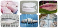 Frozen Basa/Pangasius Fish