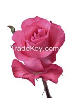 https://cn.tradekey.com/product_view/Bonheur-Pink-Rose-8428399.html