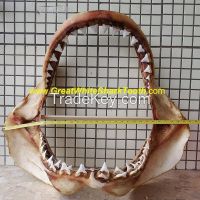 Real Great White Shark Jaw