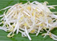  Fresh Vegetables IQF Frozen Mung Bean Sprouts For Sale