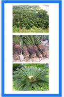 Cycas Revoluta, Sago Palm, King Sago, Sago Cycad, Sotets, Japanese Sago Palm