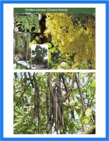 Cassia Fistula, Golden Shower Tree