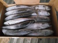 bonito 400-600g