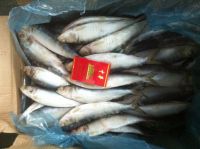 sardine