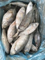 Bigeye scad (Selar crumenophthalmus)