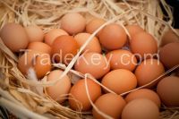 Fresh Chicken Table Eggs & Fertilized Hatching Eggs, White and Brown eggs