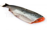 fish sockeye