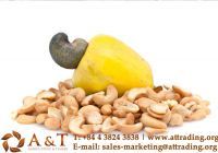   Cashew Nuts Kernels best offer from Vietnam