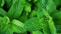 Peppermint essential oil