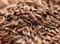 Cumin essential oil