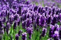 Lavender essential oil