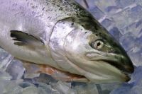 ATLANTIC SALMON H-ON GUTTED (SALMO SALAR)