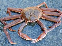 Live Snow Crab (Chionoecetes opilio)