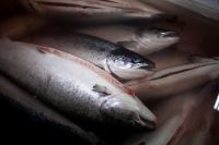 Atlantic Salmon Head On Gutted