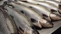 Fresh Atlantic Salmon H/ON 6-7 kg +