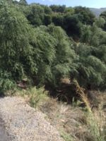 Koroneiki Olive Oil From Romania