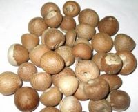 Whole Betel Nuts (Areca Nut) - Best Price and Quality- Free Sample From Turkey