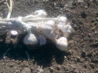 2016 Organic Kastamonu Taskopru Garlic