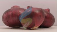 Exporters Fresh Indian Onion