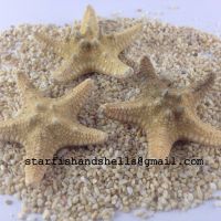 Philippine Starfish Bleached