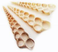 Cut Sea shell slices