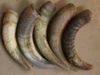 Raw cow horn / Horn cow