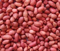 PEANUTS KERNEL RED SKIN - CROP year 2017