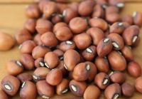 Madagascar Cow Peas New Crop 2017
