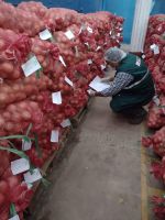 Fresh onions from Peru