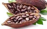 Cocoa Bean