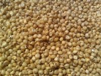 sorghum