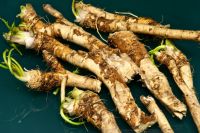 horseradish