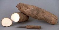 Premium Quality African Yam Tubers