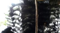 Hardwood Charcoal