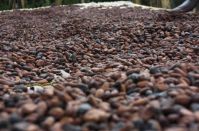 Dried Fermented cocoa beans