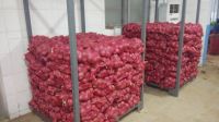 2016 new fresh  red onion at cheap price